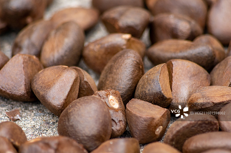 高要，四会周边出产的红花油果种子图片素材