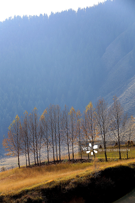 青海门源仙米国家森林公园图片素材