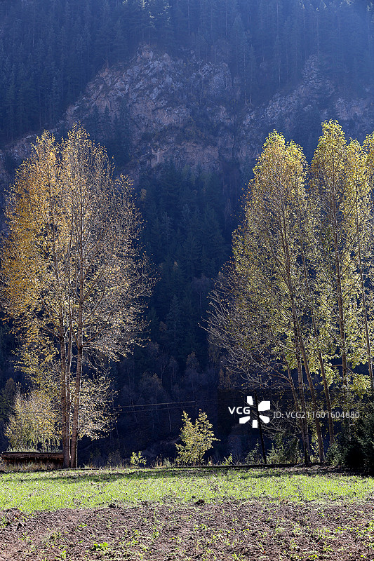 青海门源仙米国家森林公园图片素材