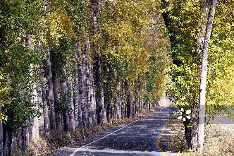青海门源仙米国家森林公园图片素材