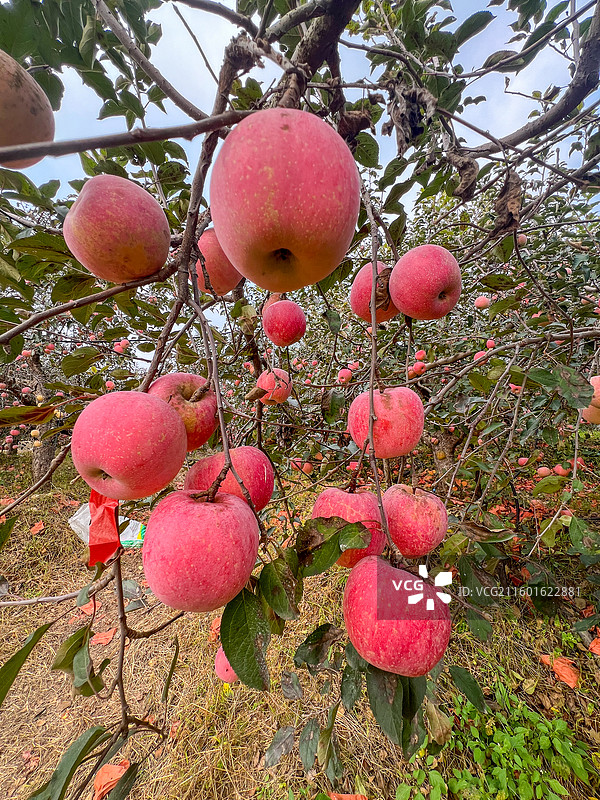 红富士苹果图片素材