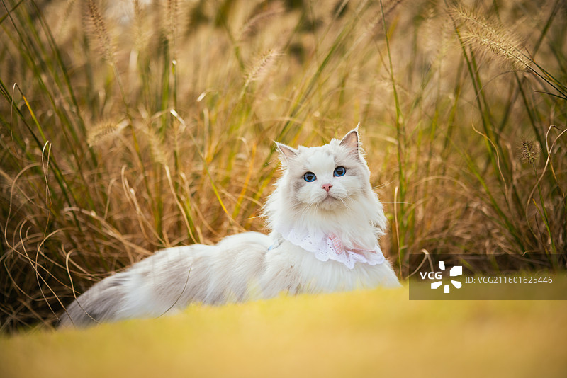 秋日户外可可爱爱布偶猫图片素材