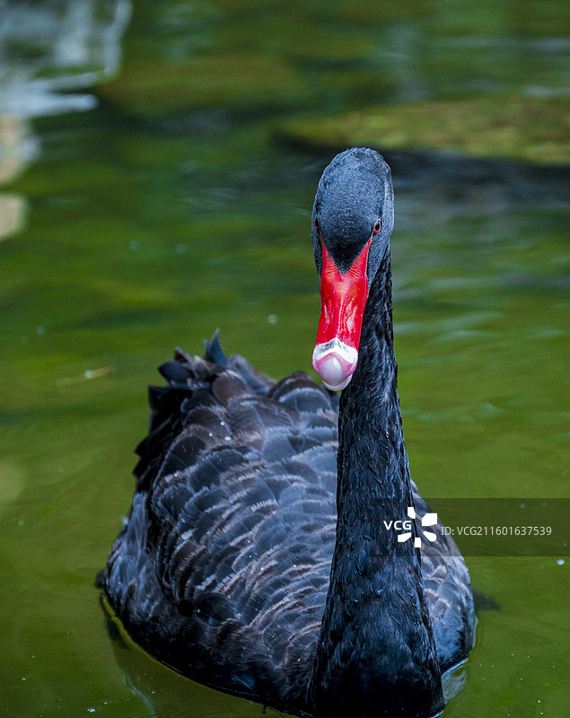 山西晋城阳城县陈廷敬故居（皇城相府）风光——止园花园水潭中的黑天鹅图片素材