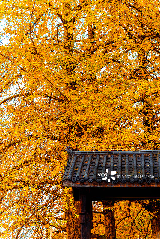 重庆南川区德隆镇银杏村银杏树黄叶背景壁纸图片素材