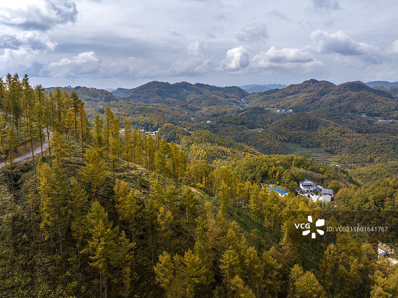 湖北建始长岭岗林场色彩斑斓层林尽染图片素材