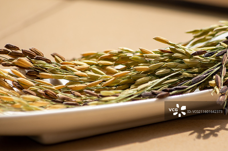 稻谷特写图片素材