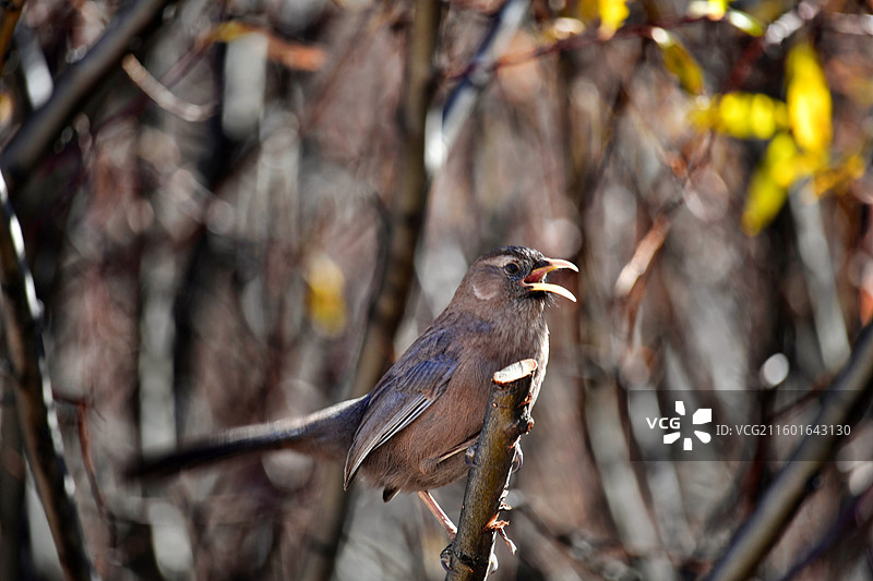 玉树市琼龙公园密林中的小鸟图片素材