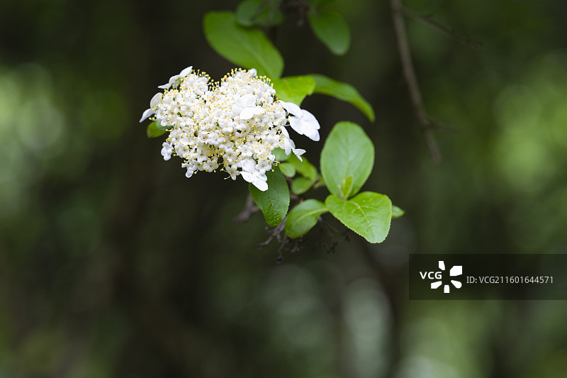 绣球荚蒾图片素材