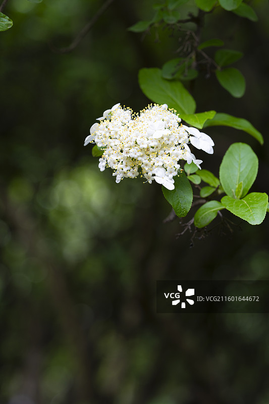 绣球荚蒾图片素材