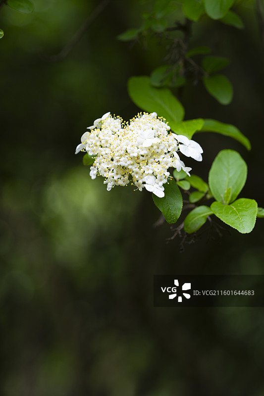 绣球荚蒾图片素材