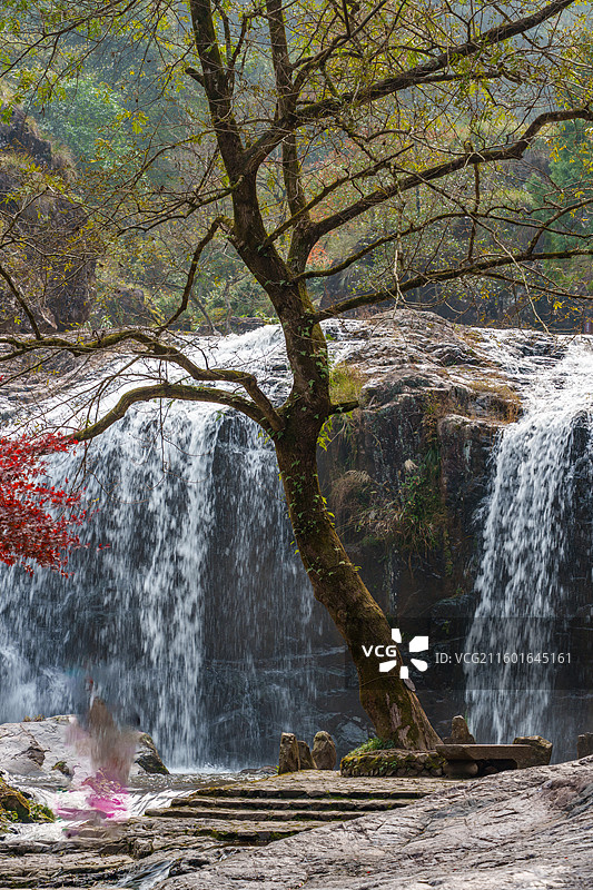 浙江省温州市百丈漈一漈前的古树图片素材