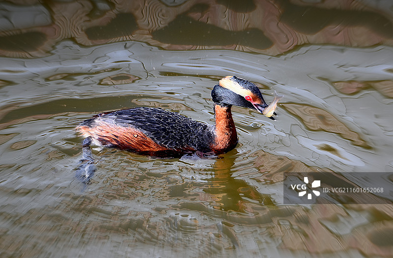 角PT鸊鷉图片素材