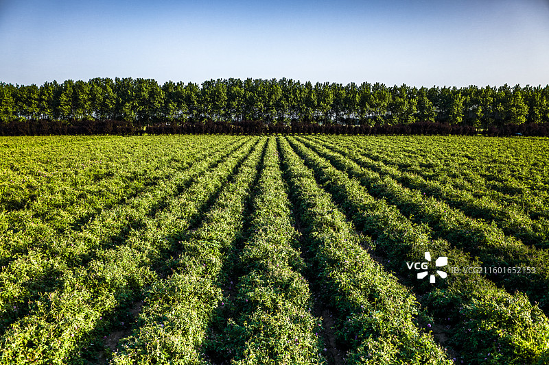 借助DJI Inspire 3无人机航拍视角展现江苏省农垦盐城新曹农场大马士革玫瑰种植基地图片素材