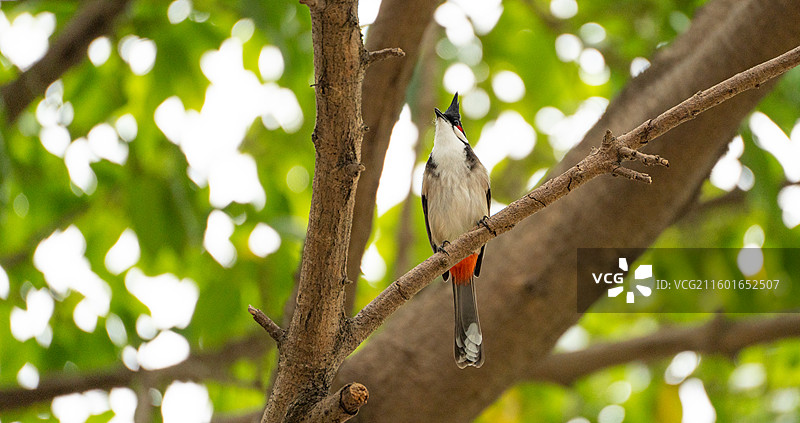在树上休息的红耳鹎图片素材
