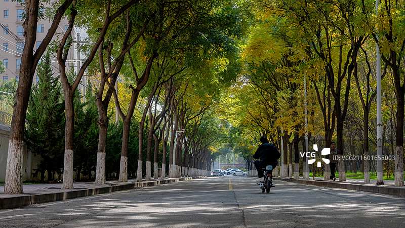 秋日树林落叶金黄图片素材