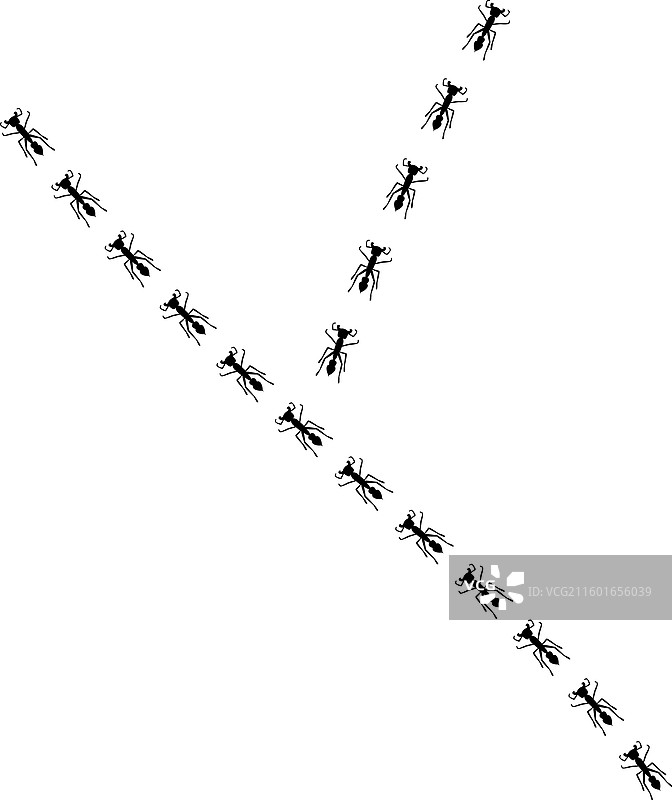 蚂蚁的踪迹，昆虫的小径，两队汇合图片素材