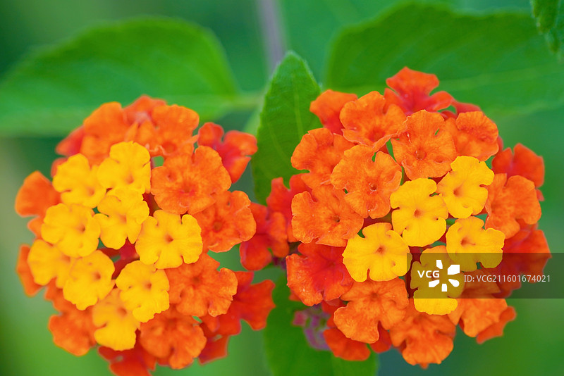 马缨丹图片素材