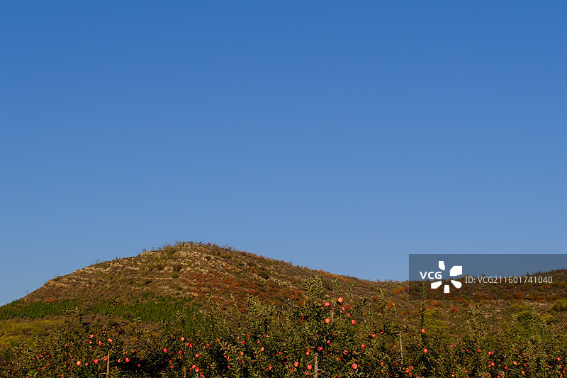 秋天蓝色天空背景下山脚下生态有机苹果园农场。采摘。苹果树图片素材