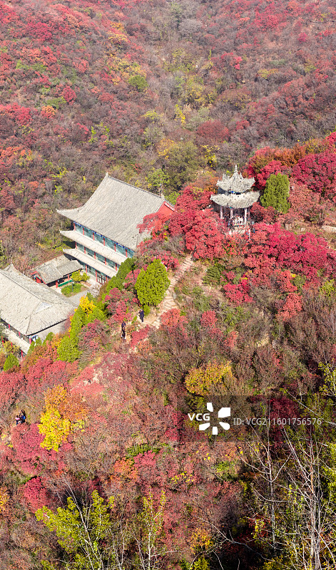 济南莲花山胜水禅寺红叶图片素材