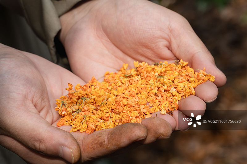 秋天手工采摘桂花，手中的一捧桂花图片素材