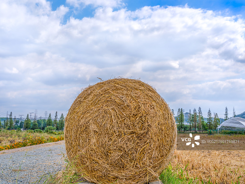 浙江省“未来农场”示范项目：杭州余杭彭公数字化农场图片素材