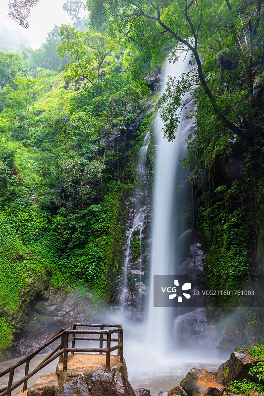 云南省德宏州瑞丽市莫里热带雨林图片素材