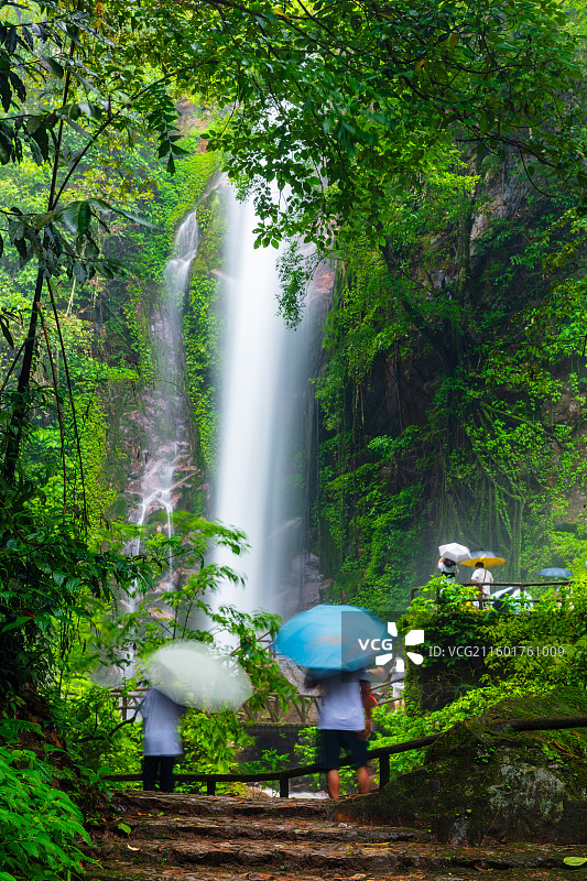云南省德宏州瑞丽市莫里热带雨林图片素材