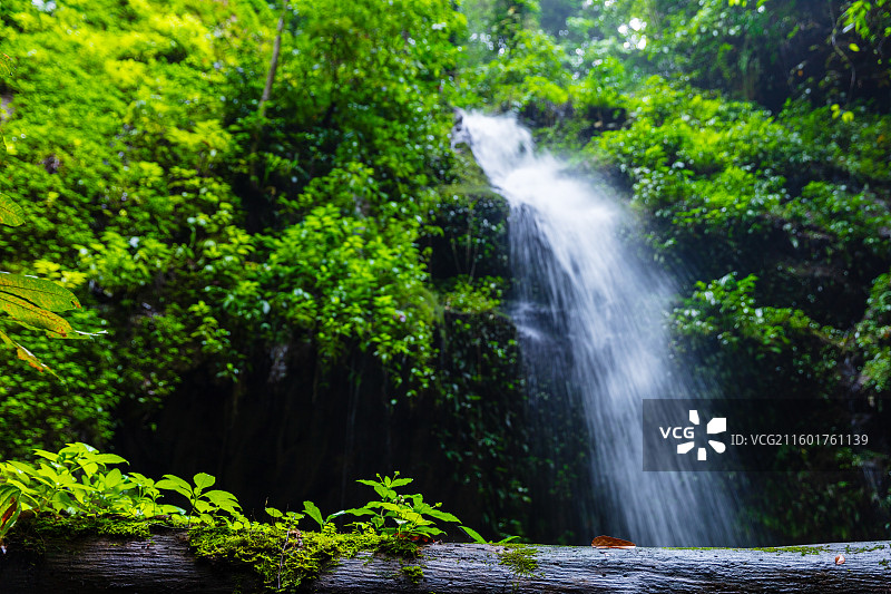 云南省德宏州瑞丽市莫里热带雨林图片素材