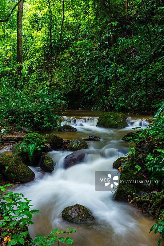 云南省德宏州瑞丽市莫里热带雨林图片素材