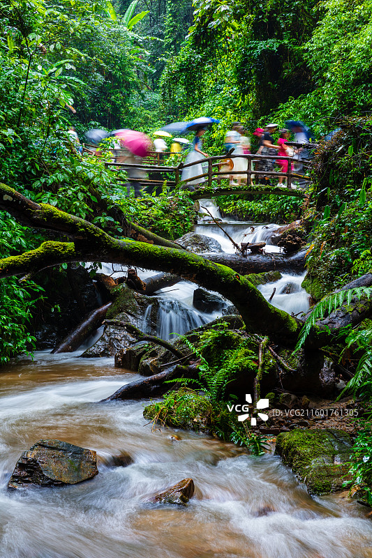 云南省德宏州瑞丽市莫里热带雨林图片素材