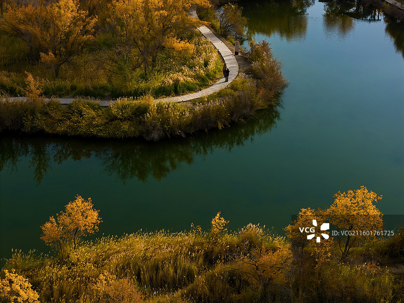 金色胡杨（新疆泽普金湖杨国家森林公园）图片素材