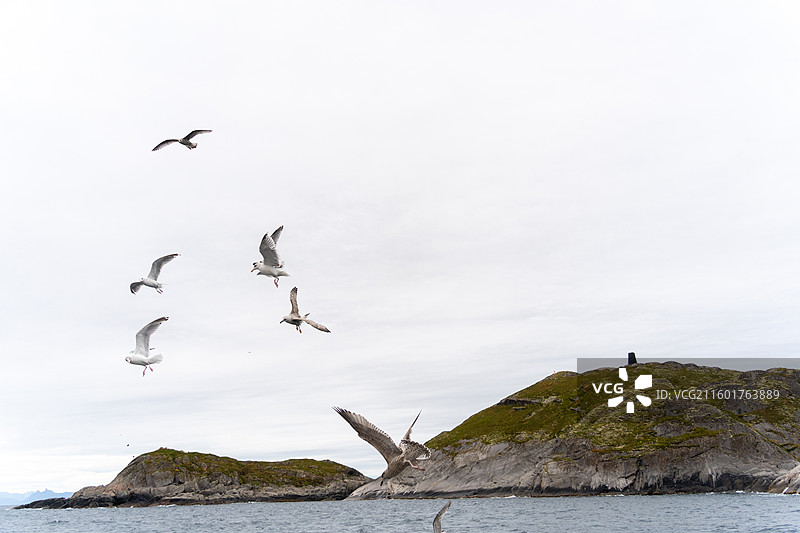 海面上飞翔的海鸥图片素材
