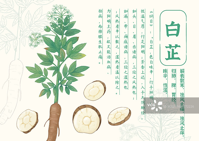 白芷图片素材