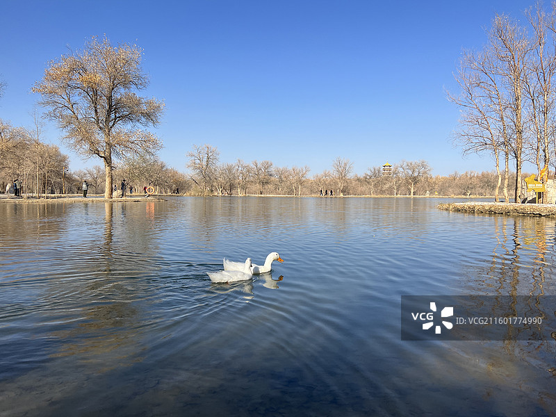 甘肃省酒泉市金塔胡杨林金波湖图片素材