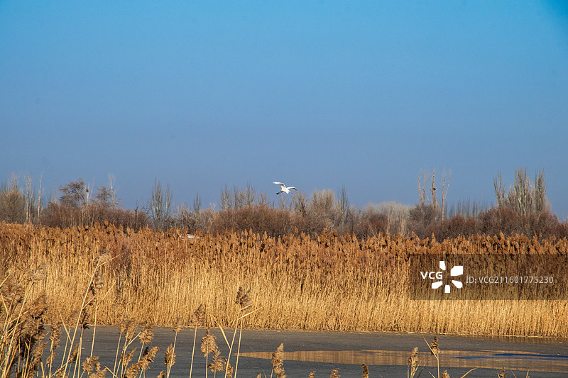 飞翔在芦苇丛中的白鹭图片素材