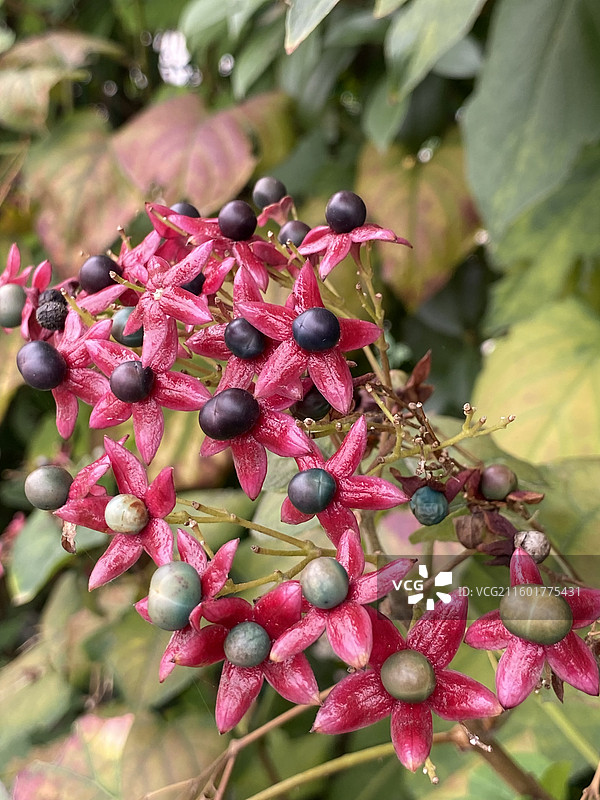 奇花异草——海州常山图片素材