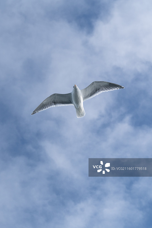 晴朗天气下蓝天白云为背景的海鸥飞翔图图片素材
