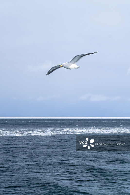 晴朗天气下蓝天白云为背景的海鸥飞翔图图片素材