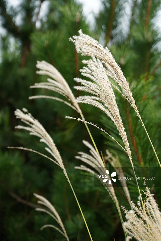 宁波 奉化 溪口镇 雪窦山 山区 芦苇 秋天 草 风图片素材