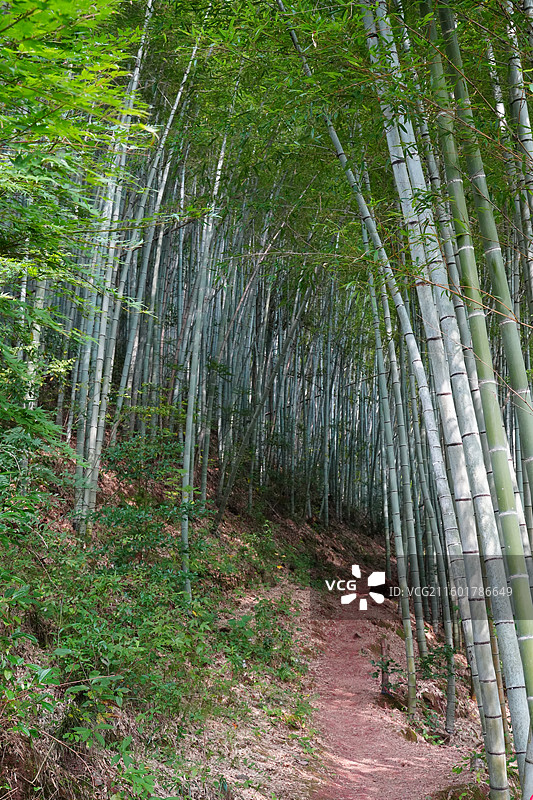 宁波 奉化 溪口镇 雪窦山 山区 高山 竹林 竹海 竹子 竹 绿色图片素材