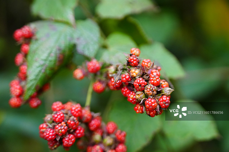 宁波 奉化 溪口镇 雪窦山 果实 野果 红色 维生素图片素材