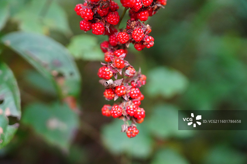 宁波 奉化 溪口镇 雪窦山 果实 野果 红色 维生素图片素材