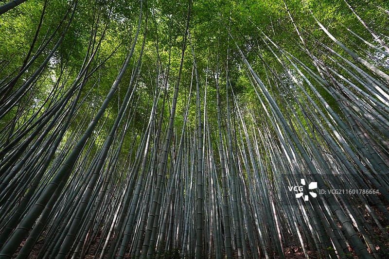 宁波 奉化 溪口镇 雪窦山 山区 高山 竹林 竹海 竹子 竹 绿色图片素材