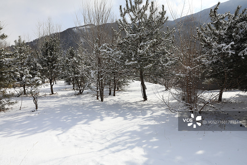 五台山大雪白茫茫冰天雪地红墙寺庙建筑千里冰封万里雪飘塔院寺菩萨顶显通寺罗睺寺广化寺普寿寺善财洞黛螺顶图片素材