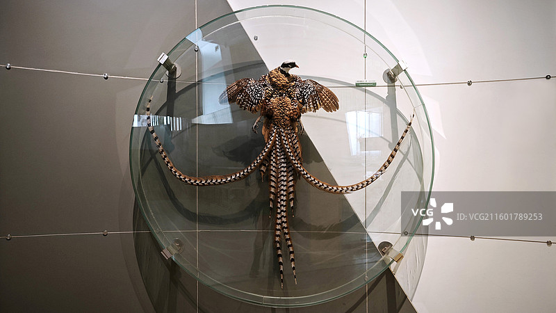 北京国家动物博物馆昆虫鸟锦鸡蝗虫雕塑藏羚羊蝴蝶蛾甲壳虫金龟子天牛竹节虫等图片素材