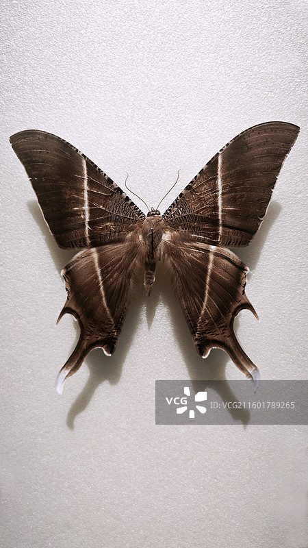 北京国家动物博物馆昆虫鸟锦鸡蝗虫雕塑藏羚羊蝴蝶蛾甲壳虫金龟子天牛竹节虫等图片素材