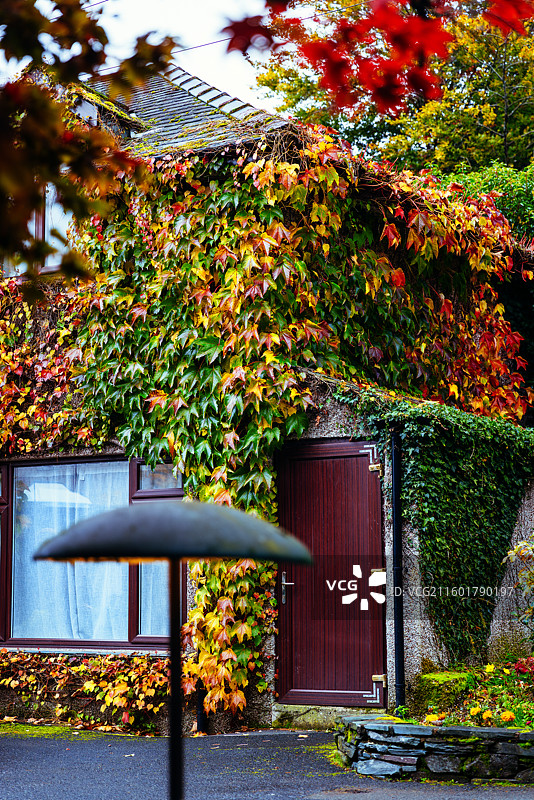 禅宗日本文化枫叶和谐温馨氛围图片素材