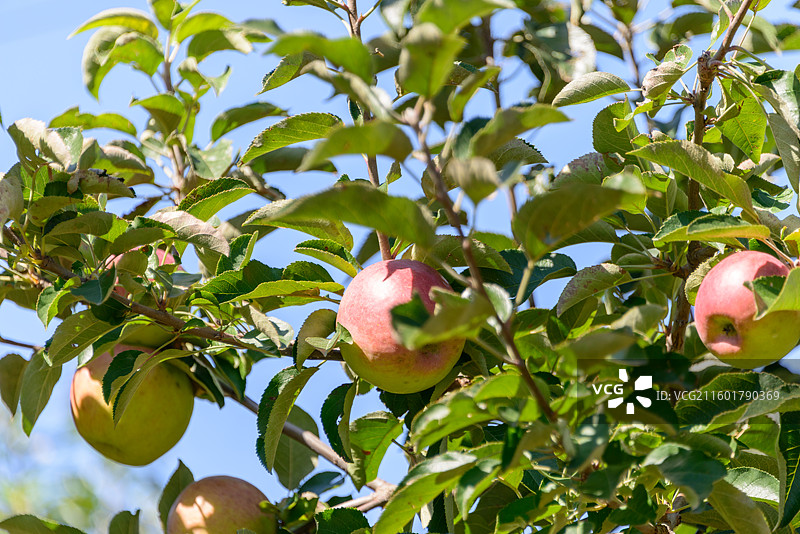 内蒙古赤峰喀喇沁旗秋天树上成熟的苹果图片素材