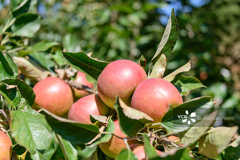 内蒙古赤峰喀喇沁旗秋天树上成熟的苹果图片素材