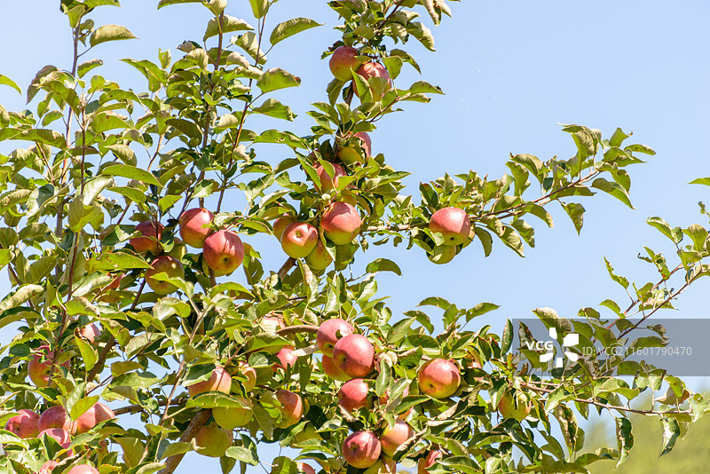 内蒙古赤峰喀喇沁旗秋天树上成熟的苹果图片素材